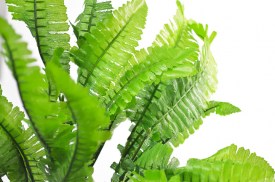 Ramo helecho x7 (1).jpg